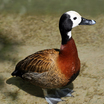 White-faced Whistling-Duck